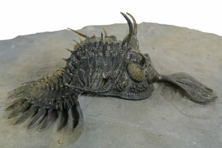 Short Trident Walliserops Trilobite - Timrzit, Morocco #350524